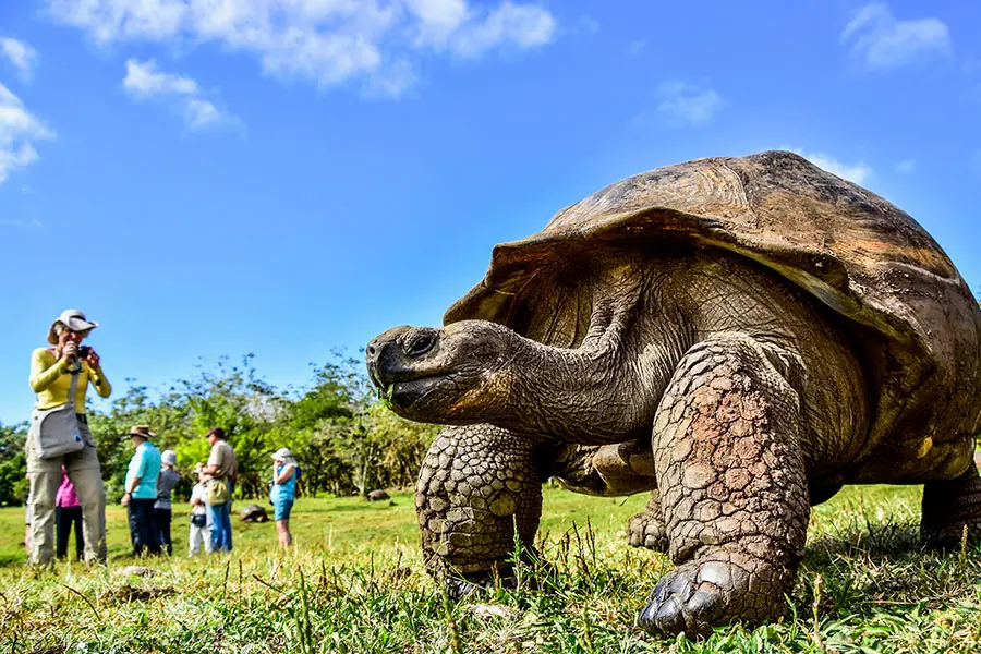 Galapagos Giant Tortoise in Santa Cruz Island