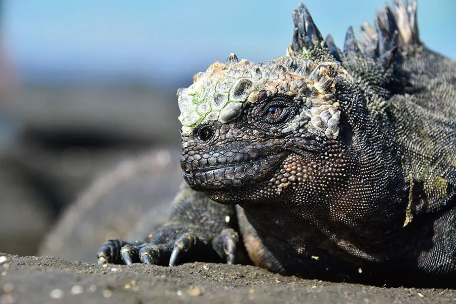 Galapagos Marine Iguana