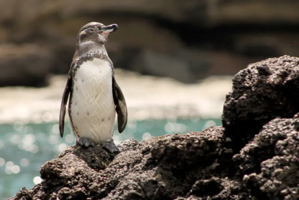Penguin in the Galapagos Islands