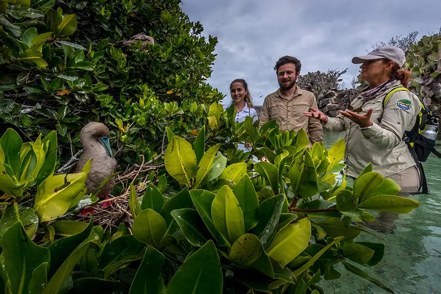 Guide showing the Red-footed Booby