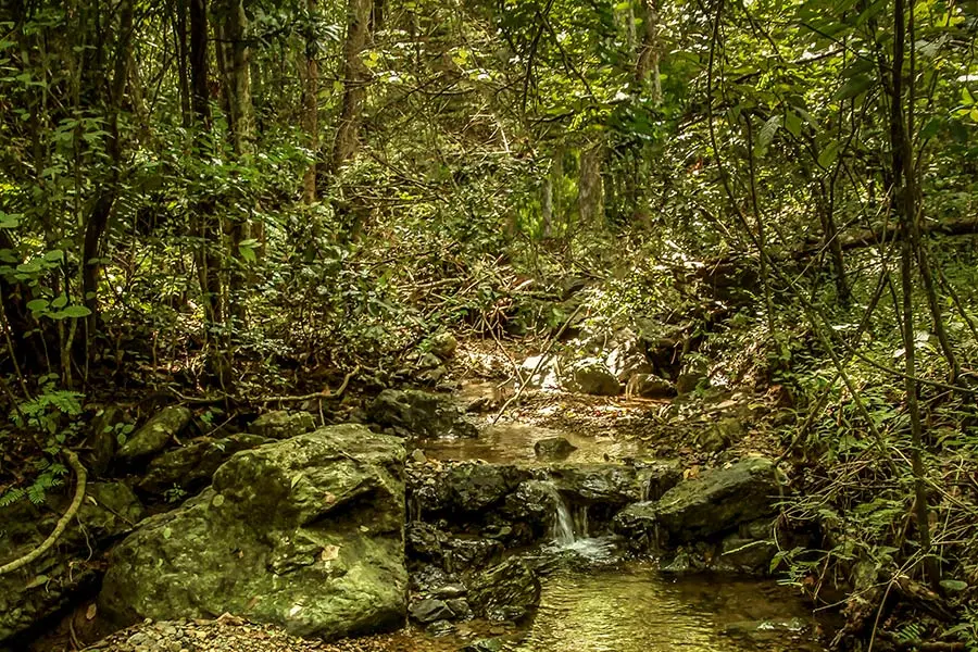 Forest stream in Churute Mangroves Ecological Reserve, Ecuador