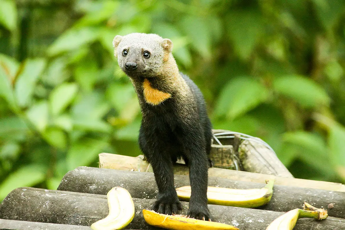 Descubre la vida silvestre de Ecuador y su biodiversidad, image size:1200x800
