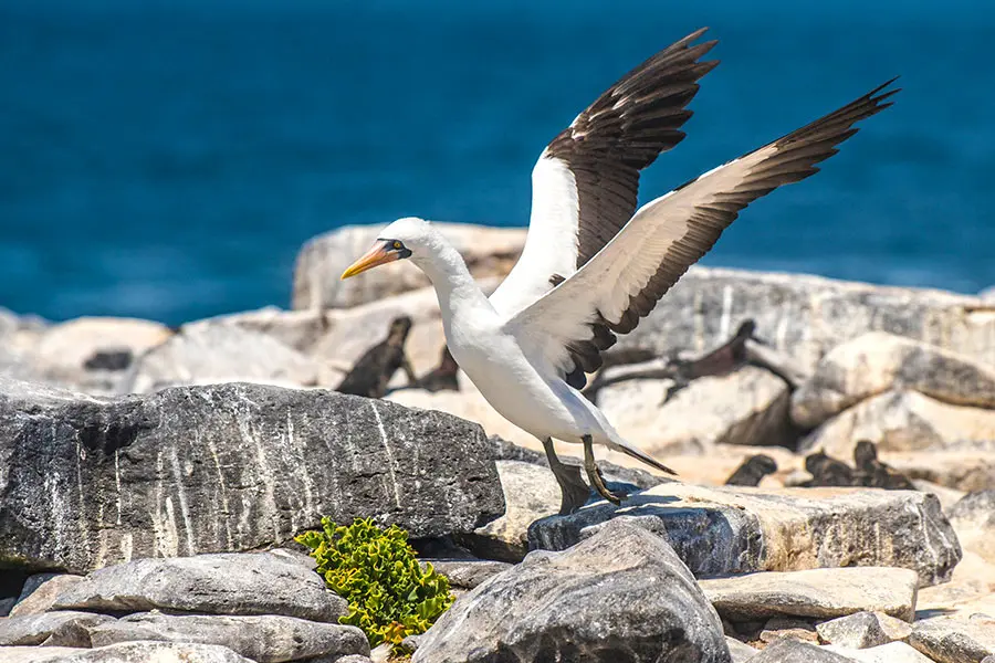 Nazca booby at Punta Suarez in Española Island
