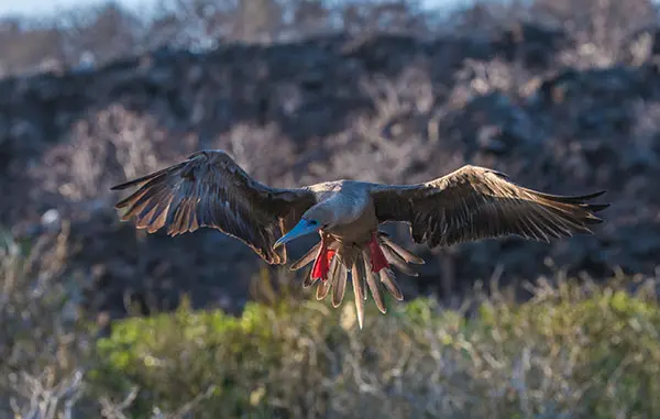 Red Footed Booby fliying in Genovesa Island