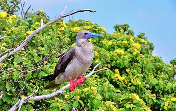 Red-footed booby standing on a branch