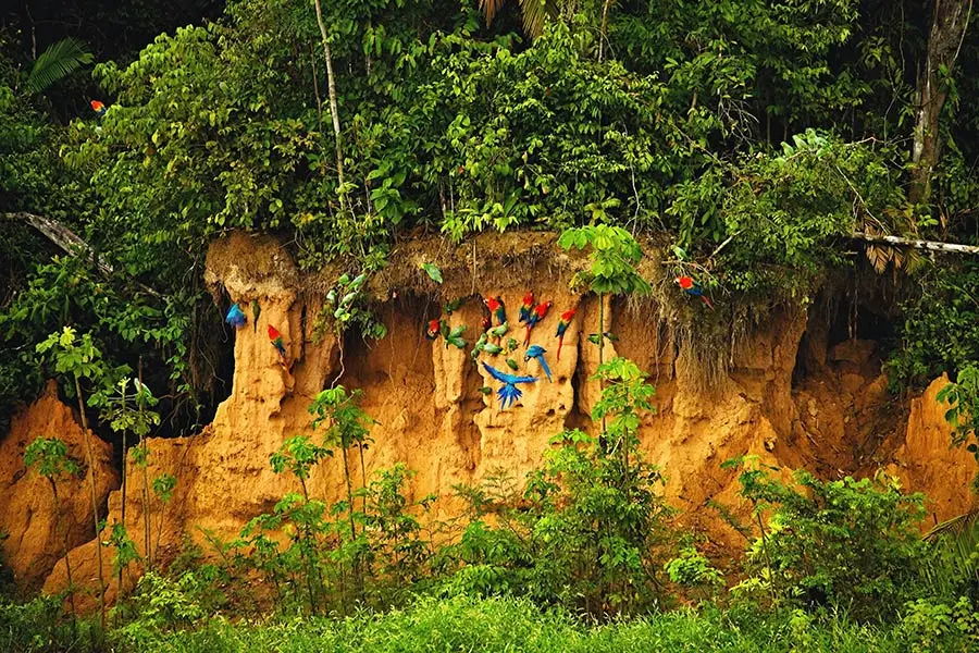 Macaws at a clay lick in Tambopata National Reserve, Peru