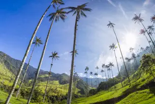 A low-angle perspective of giant wax palms stretching towards a bright, sunny blue sky in the Cocora Valley, Colombia, showcasing the region's unique natural landscape