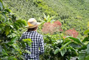 A woman in a checkered shirt and traditional hat overlooks the dense, lush green coffee hills of Finca La Morelia in the Colombian Coffee Region