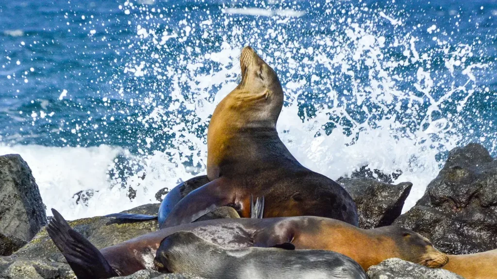 Galapagos Last Minute