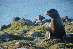 South Plaza Island Sea Lion