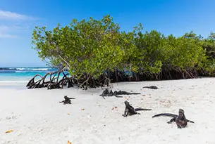 Tortuga Bay Sandy Shores Galapagos
