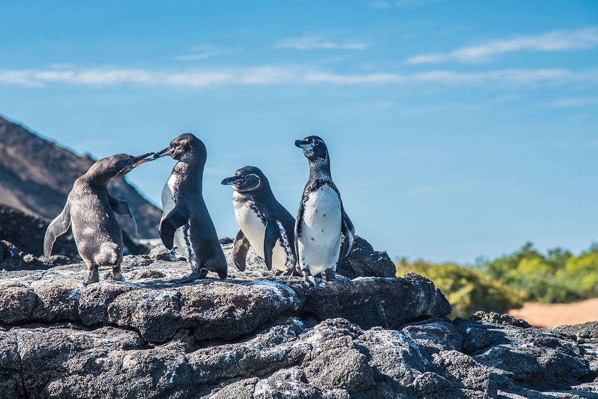 Galapagos Penguins, Galapagos Islands fauna